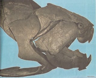 dunkleosteus terrelli