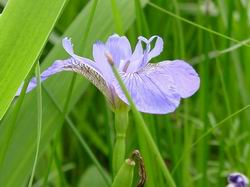 WILD IRIS