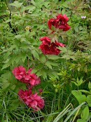 Peonies