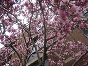 Cherry blossoms outside my window