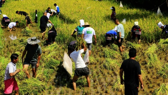 çº¢æ²³åŽ¿ä¸¾åŠžç¬¬å››å±Šå†œæ°‘ä¸°æ”¶èŠ‚