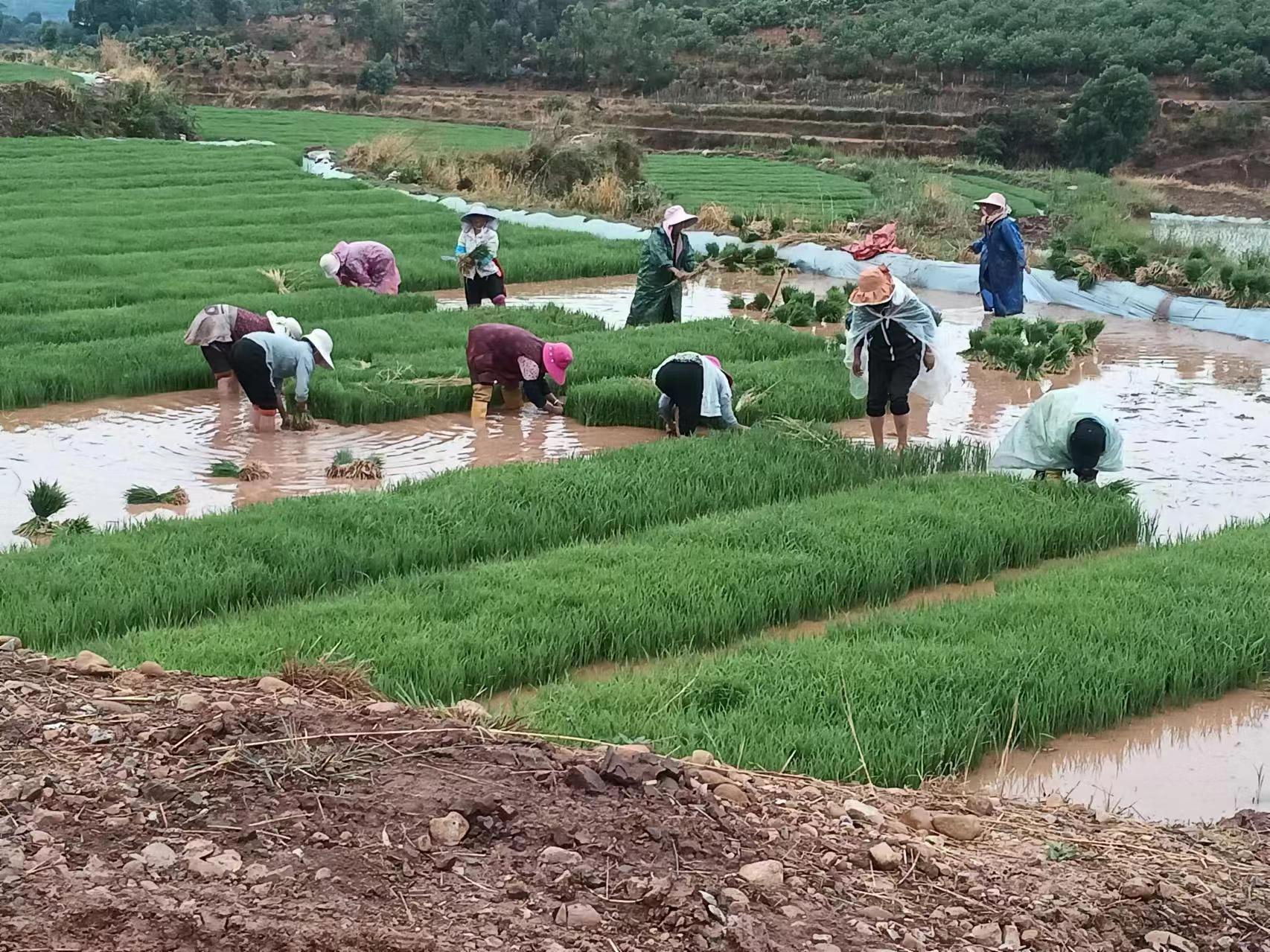 æ°¸ä»çŒ›è™Žä¹¡ï¼šæ°´ç¨»æ’ç§§å¿™ é™å¾…ç¨»èŠ±é¦™