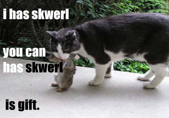 I has skwerl you can has skwerl is gift.