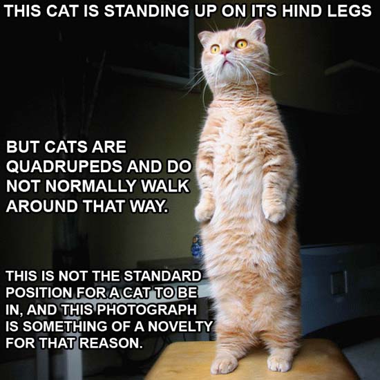 This cat is standing up on its hind legs but cats are quadrupeds and do not normally walk around that way. This is not the standard position for a cat to be in, and this photograph is something of a novelty for that reason.