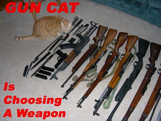 Gun Cat is choosing a weapon