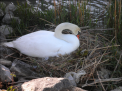 COUPLE DE CYGNE SUR LE RHONE A BELLEY