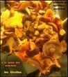 Girolles  des  bois