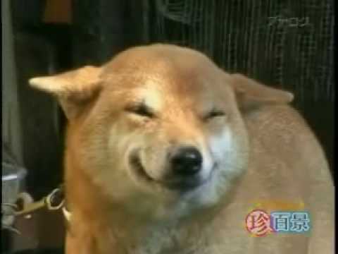 Most Funniest Dog Laughing Meme