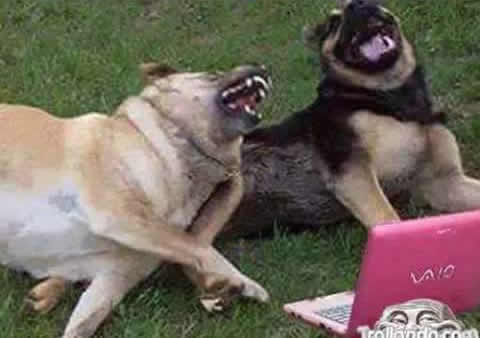 Very Funny Dog Laughing Meme