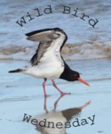 **8e WILD BIRD WEDNESDAY