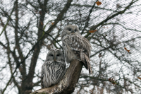 Two owls