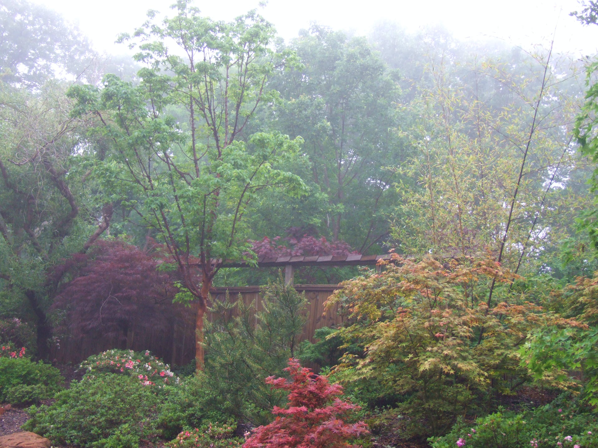 Acer truncatum Shantung maple Shandong maple tree, fall color, bonsai, metro maples, maple leeaves, information on maples