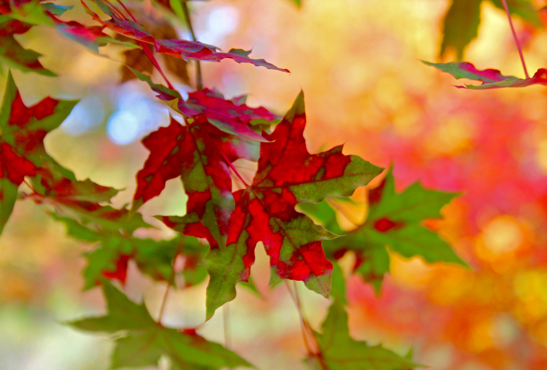 Acer truncatum Shantung maple Shandong maple tree, fall color, bonsai, metro maples, maple leeaves, information on maples