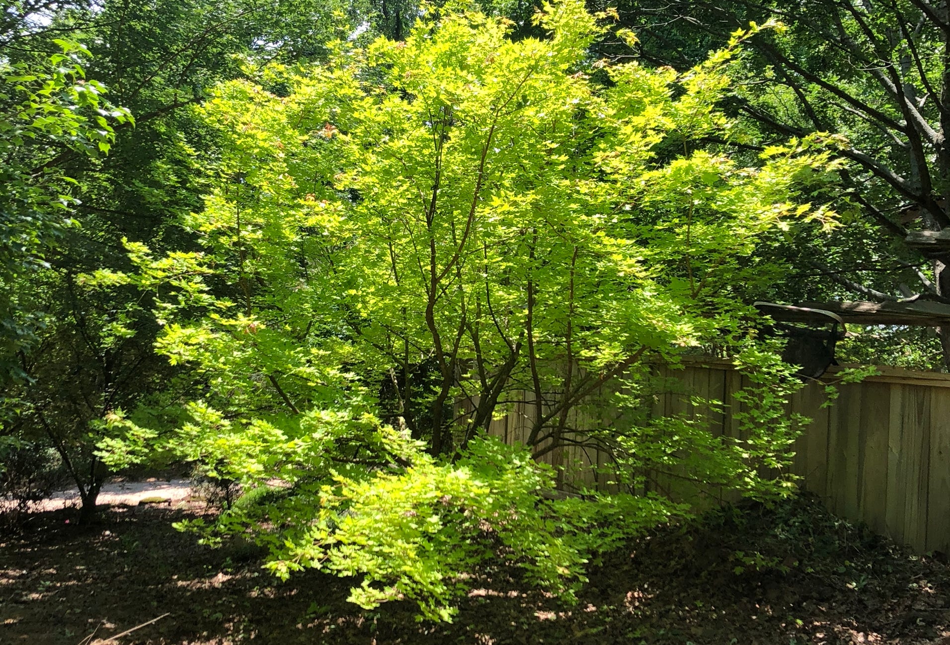 Acer truncatum Shantung maple Shandong maple tree, fall color, Super Dragon, bonsai, metro maples, maple leeaves, information on maples