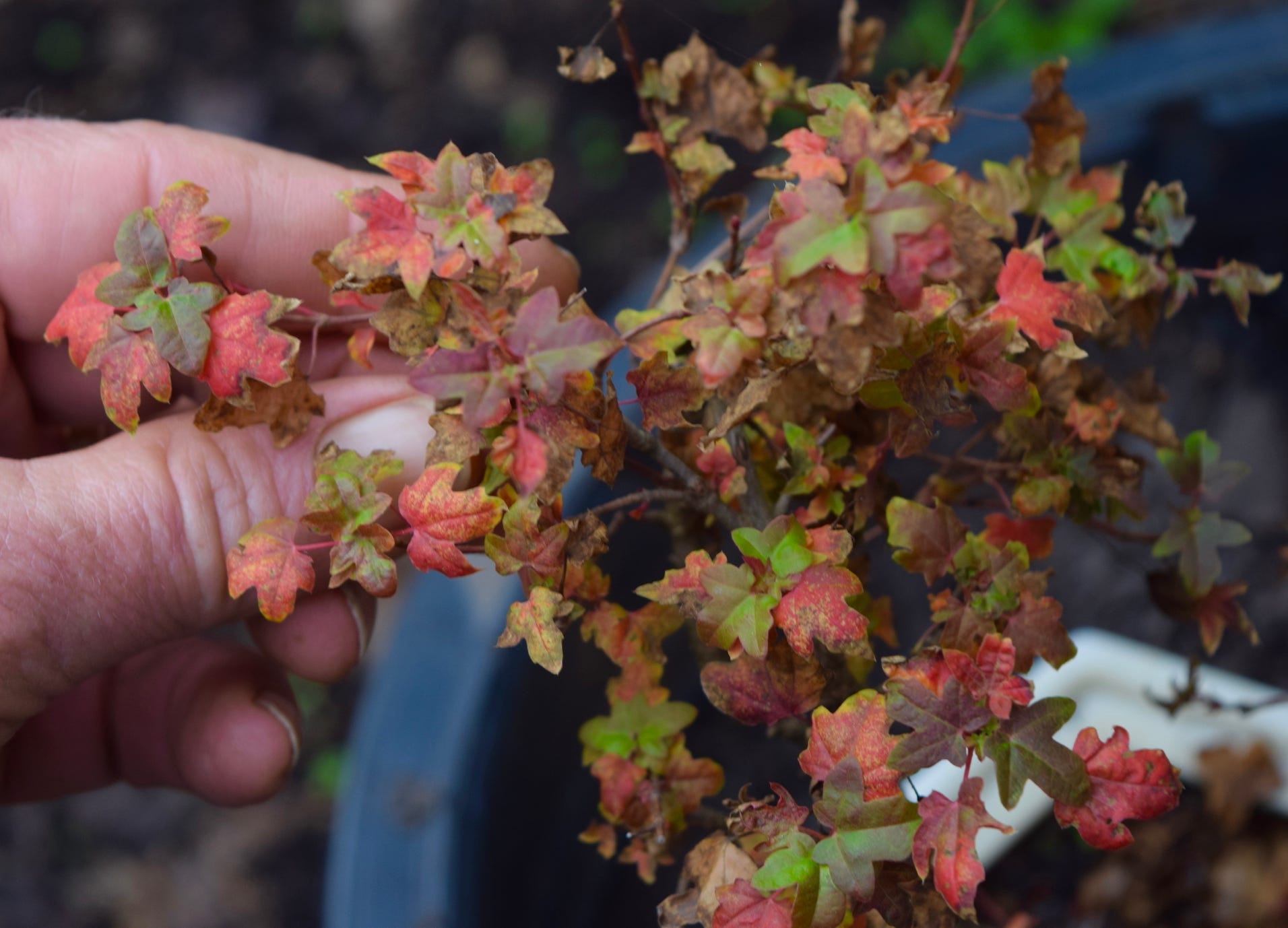 Acer truncatum Shantung maple Shandong maple tree, fall color, bonsai, metro maples, maple leeaves, information on maples