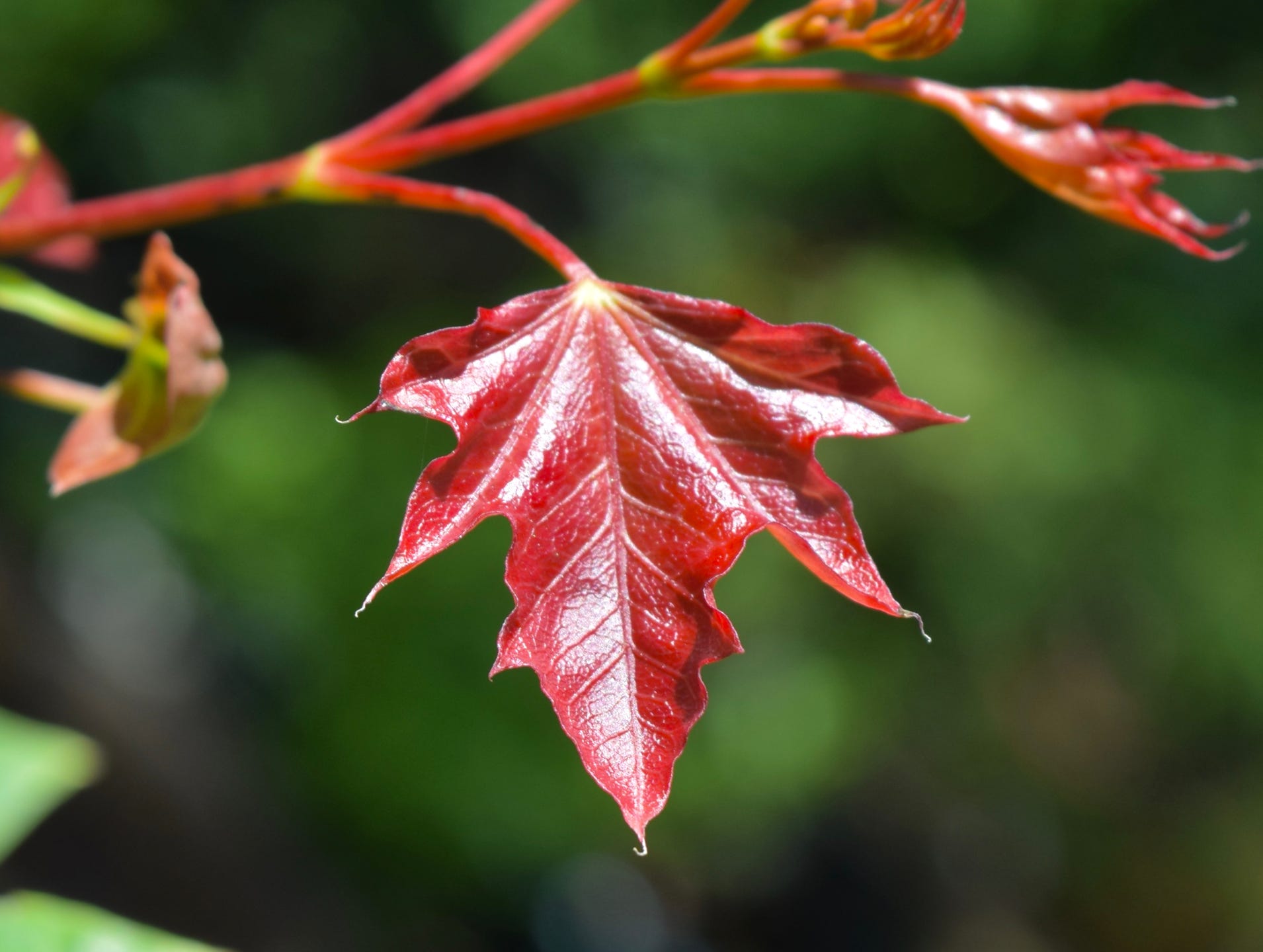 Acer truncatum Shantung maple Shandong maple tree, fall color, bonsai, metro maples, maple leeaves, information on maples