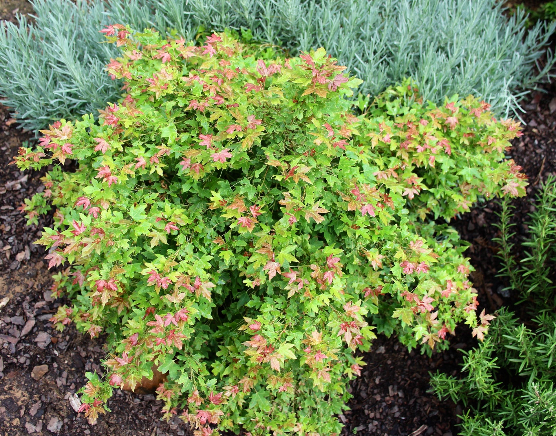 Acer truncatum Shantung maple Shandong maple tree, fall color, bonsai, metro maples, maple leeaves, information on maples