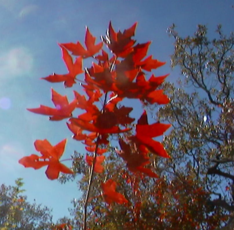 Acer truncatum Shantung maple Shandong maple tree, fall color, bonsai, metro maples, maple leeaves, information on maples