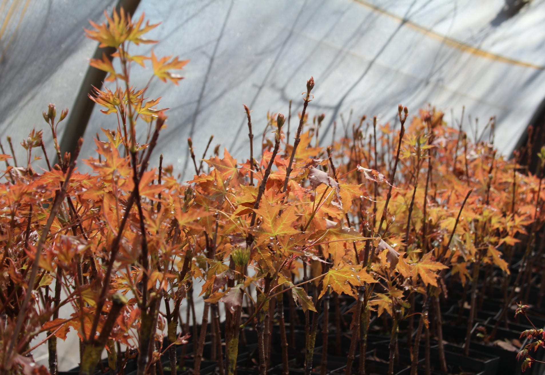 Acer truncatum Shantung maple Shandong maple tree, fall color, bonsai, metro maples, maple leeaves, information on maples