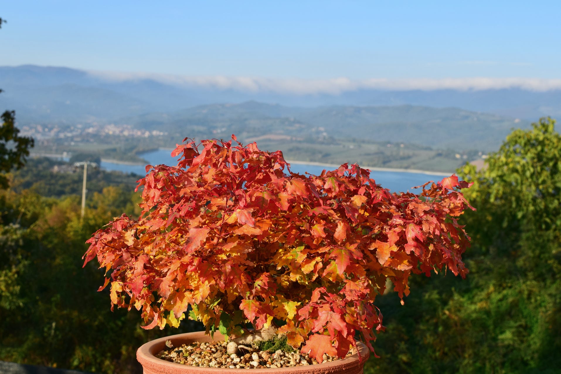 Acer truncatum dwarf Shantung maple fall color orange bonsai maple Shantung maple dwarf deplorable dragon fire dragon