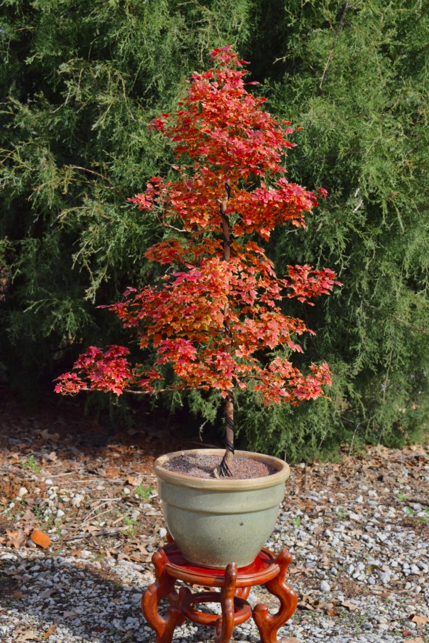 Acer truncatum Shantung maple Shandong maple tree, fall color, bonsai, metro maples, maple leeaves, information on maples