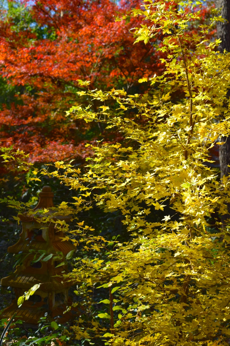 Acer truncatum Shantung maple Shandong maple tree, fall color, bonsai, metro maples, maple leeaves, information on maples