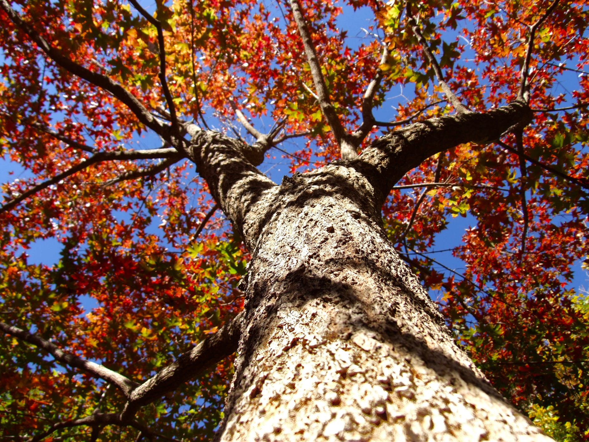 Acer truncatum Shantung maple Shandong maple tree, fall color, bonsai, metro maples, maple leeaves, information on maples