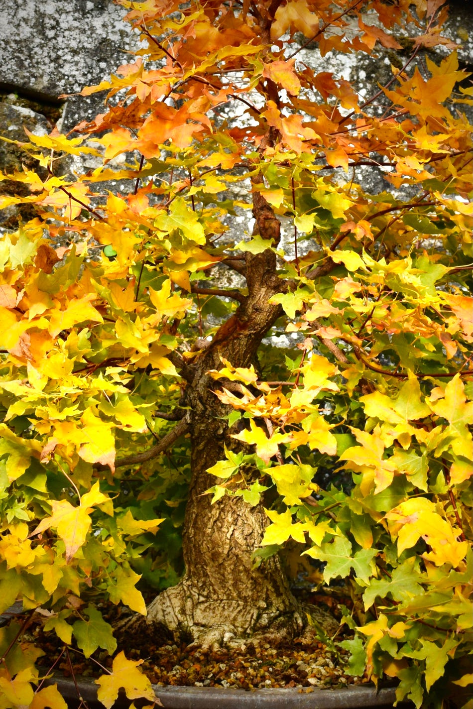 &apos;Baby Dragon&apos;, Acer truncatum Shantung maple Shandong maple tree, fall color, bonsai, metro maples, maple leeaves, information on maples