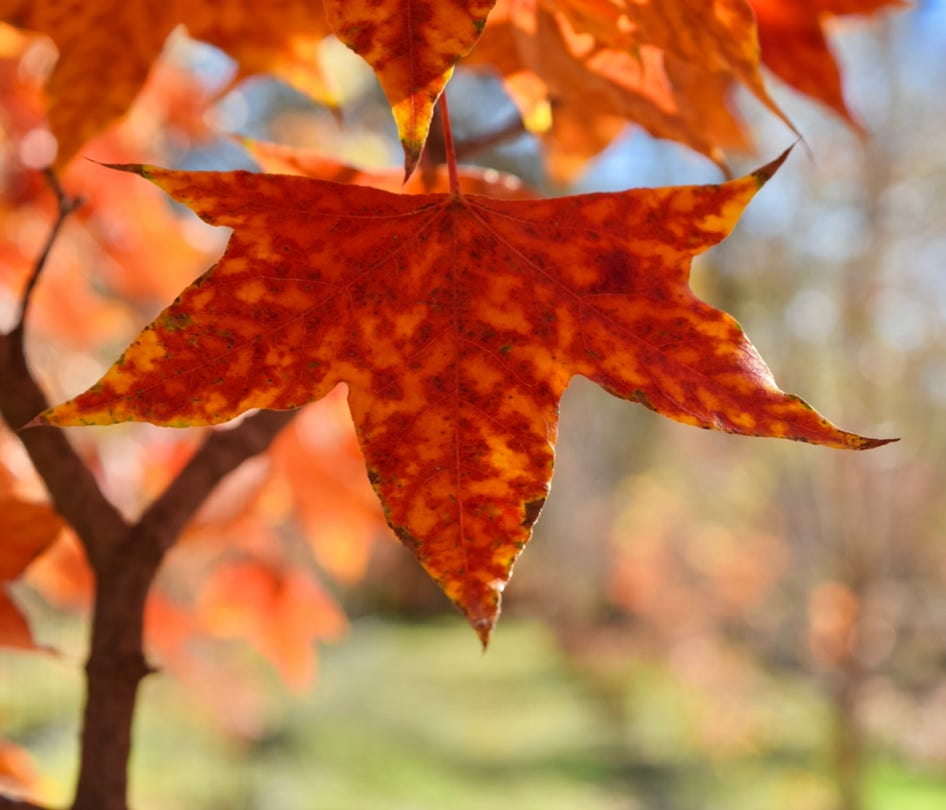 Acer truncatum Shantung maple Shandong maple tree, fall color, bonsai, metro maples, maple leeaves, information on maples