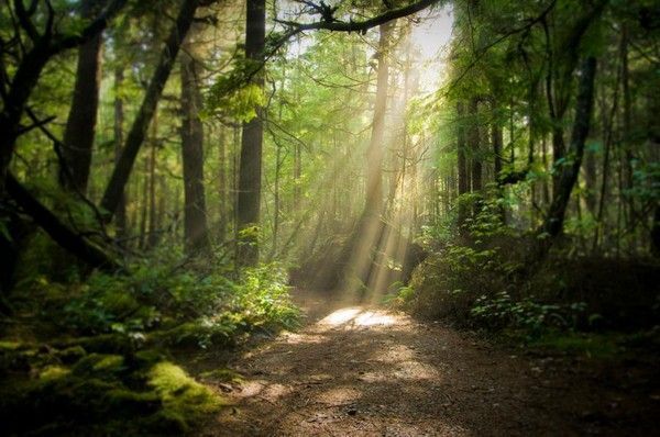 Les forêts, source d'oxygène...