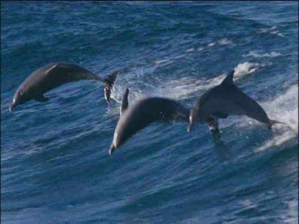 photos tirées du film documentaire LA PLANETE BLEUE