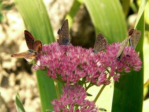 PAPILLONS