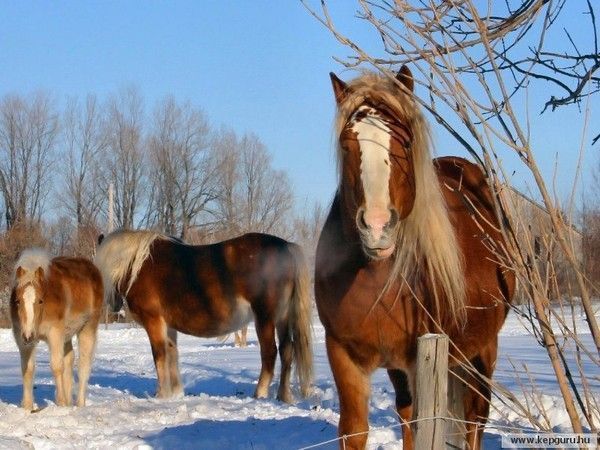 Chevaux