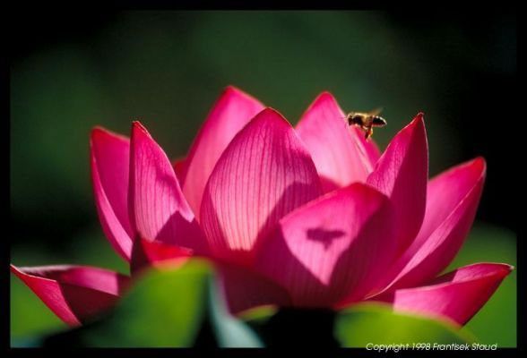 R comme rose, la couleur rose