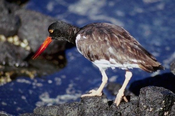 LES GALAPAGOS