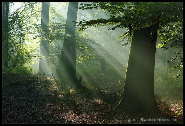 Les forêts, source d'oxygène...