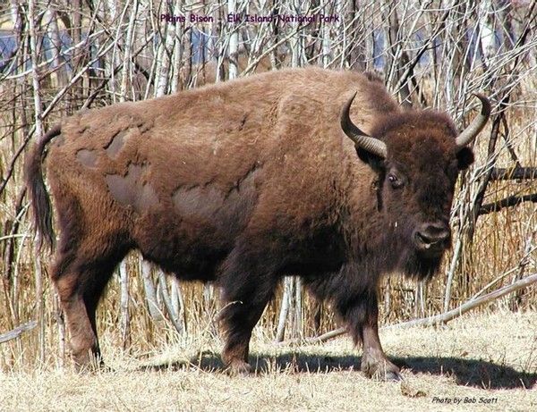 Parc National Canadien