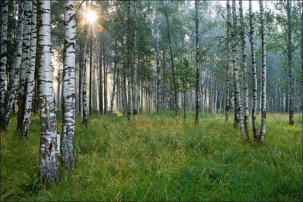 Les forêts, source d'oxygène...