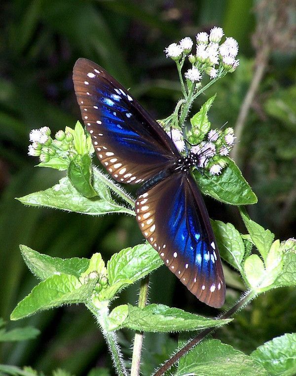 PAPILLONS