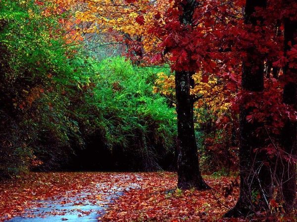 couleurs d'automne