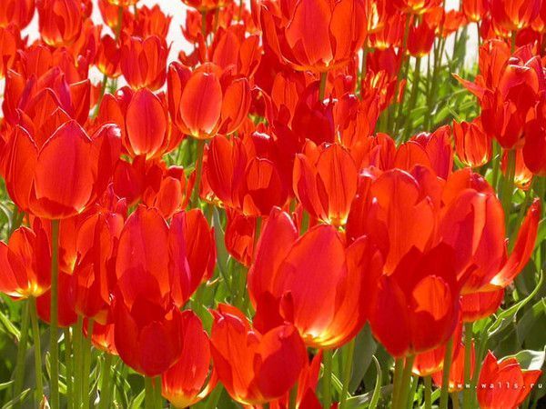 Rouge comme ... thème de la couleur rouge