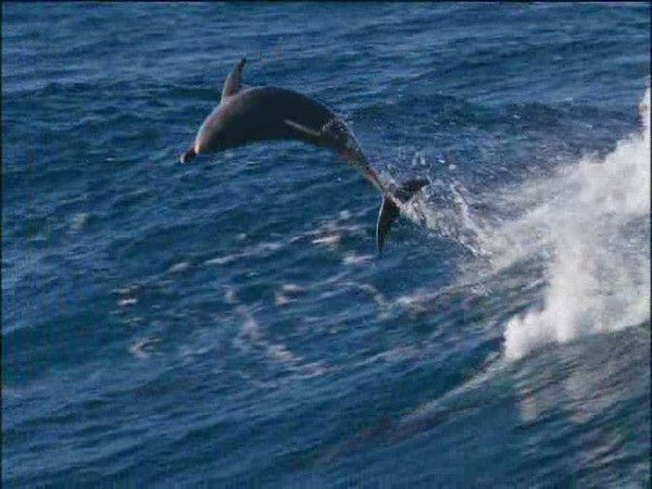 photos tirées du film documentaire LA PLANETE BLEUE