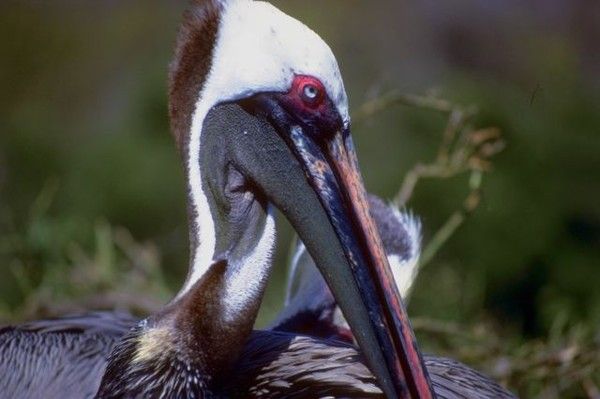 LES GALAPAGOS