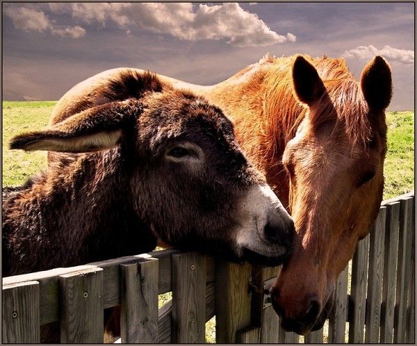 chevaux