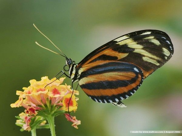 PAPILLONS