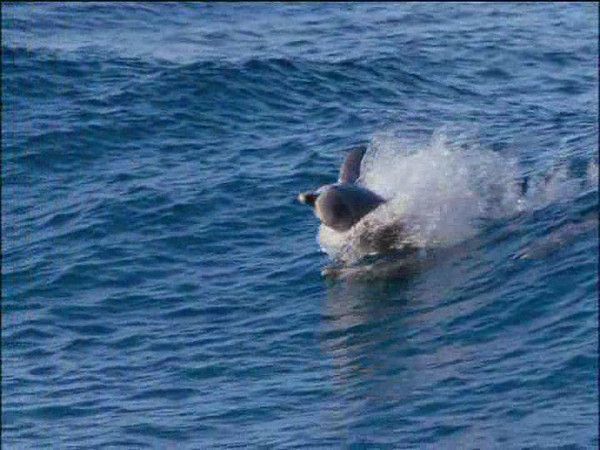 photos tirées du film documentaire LA PLANETE BLEUE