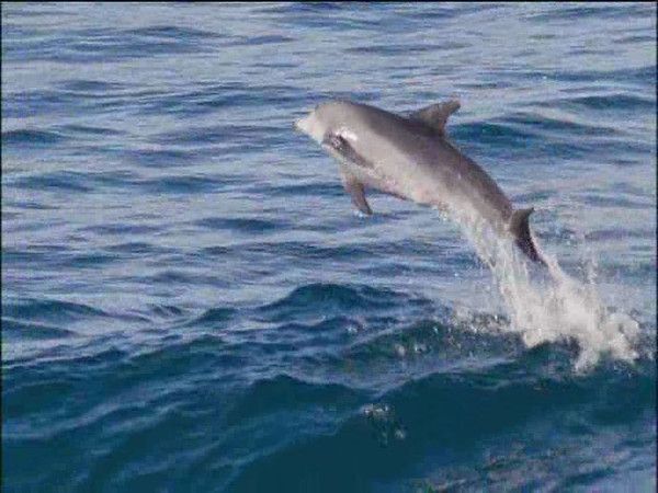 photos tirées du film documentaire LA PLANETE BLEUE