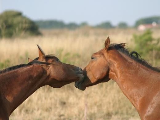 chevaux