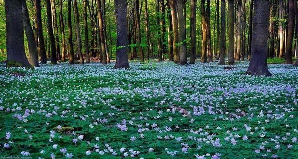 Les forêts, source d'oxygène...