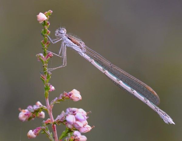 LE PRINTEMPS